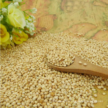 Yellow white broomcorn millet proso millet for food grade